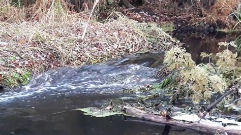 Breached beaver dam gushes water from 40-acre pond